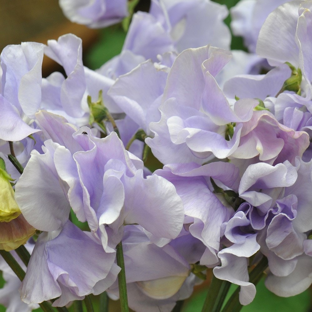 Product options image