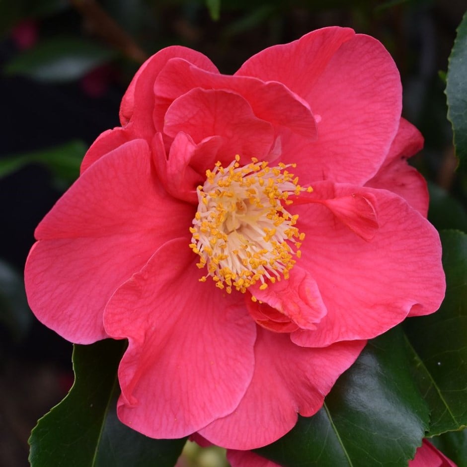 <i>Camellia japonica</i> 'Doctor King'