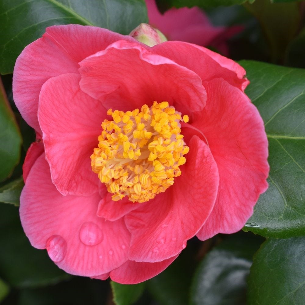 <i>Camellia japonica</i> 'Doctor King'