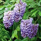 Wisteria 'Amethyst Falls' (PBR)