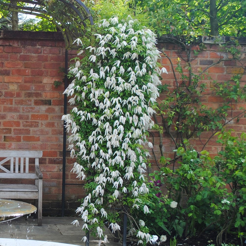 <i>Clematis</i> 'Broughton Bride'