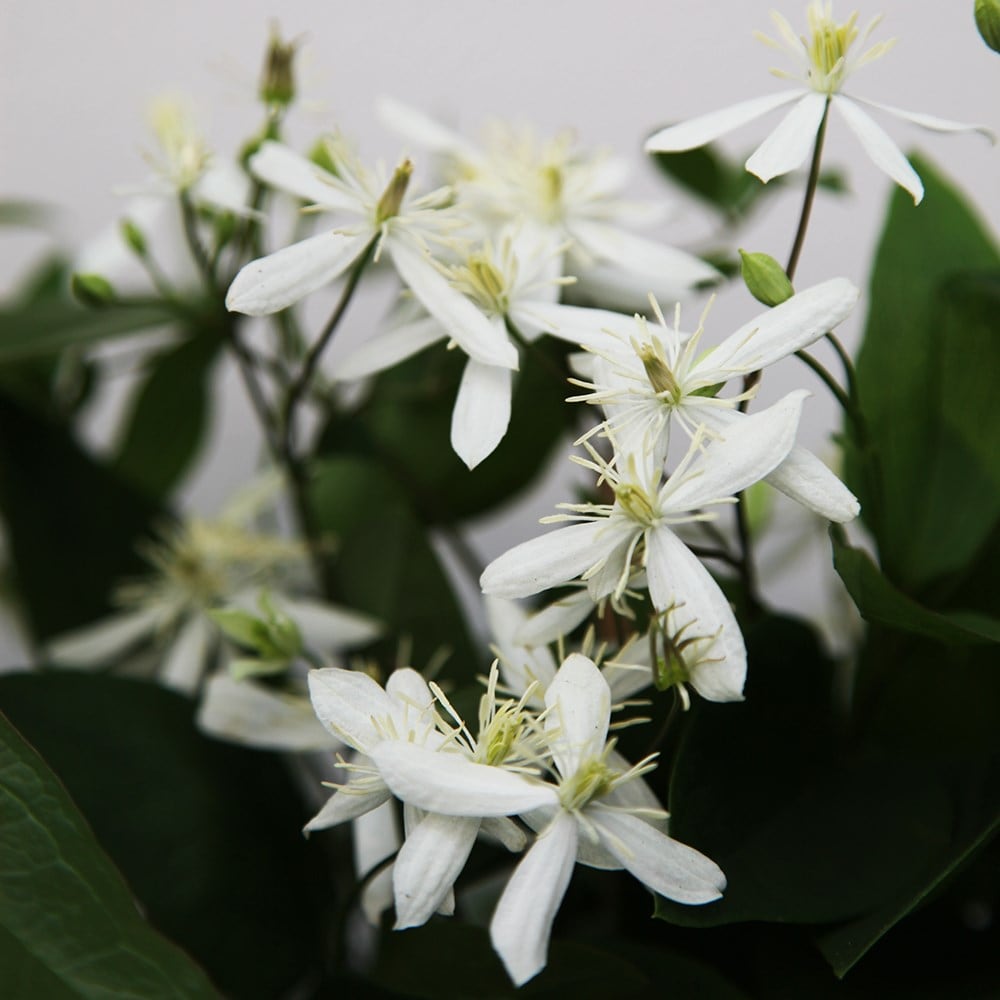 <i>Clematis terniflora</i> var. <i>mandshurica</i>