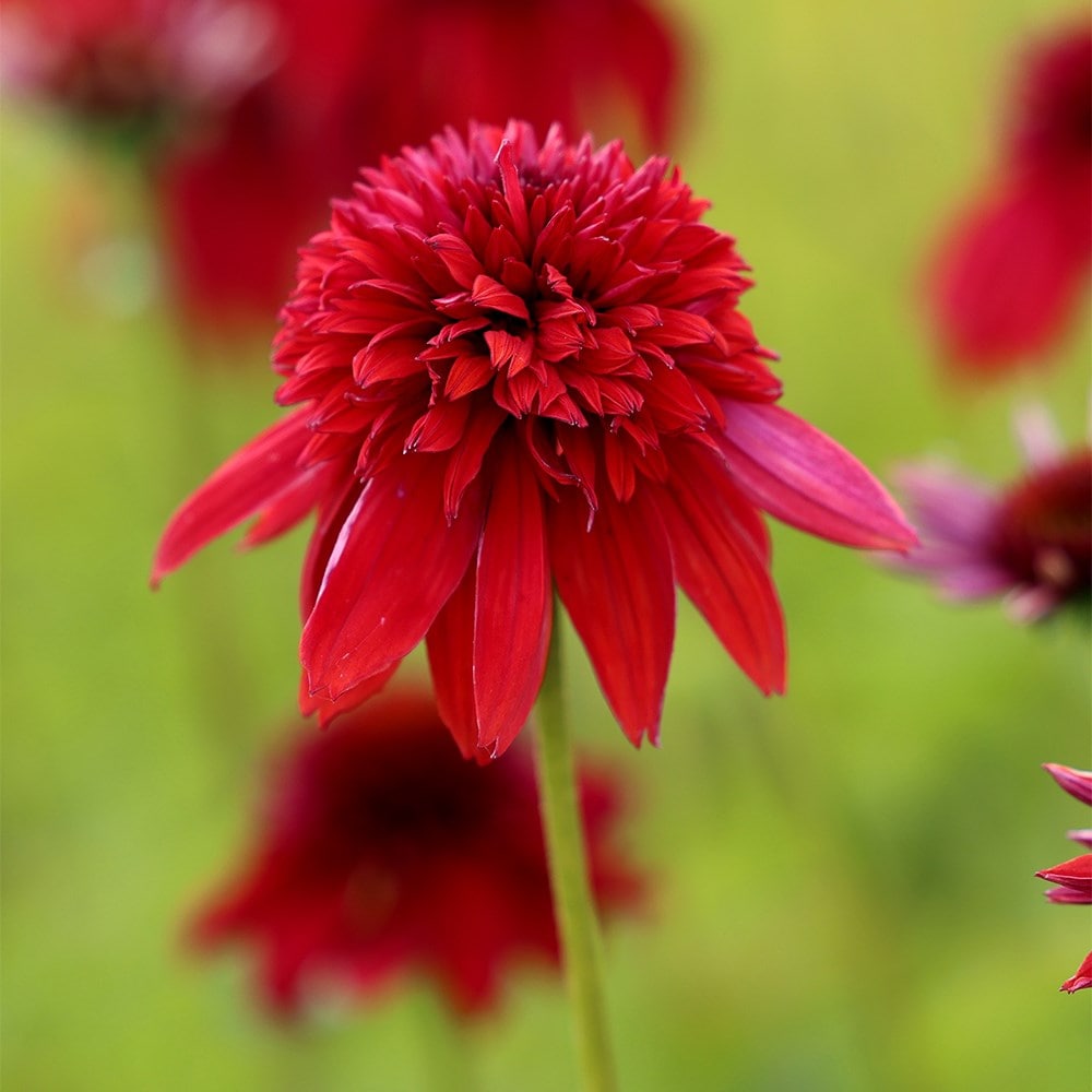 <i>Echinacea</i> 'Eccentric'