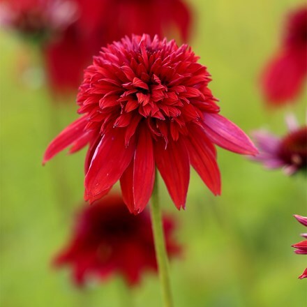 Echinacea Eccentric