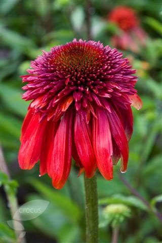 <i>Echinacea</i> 'Eccentric'