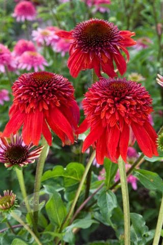 Echinacea Eccentric