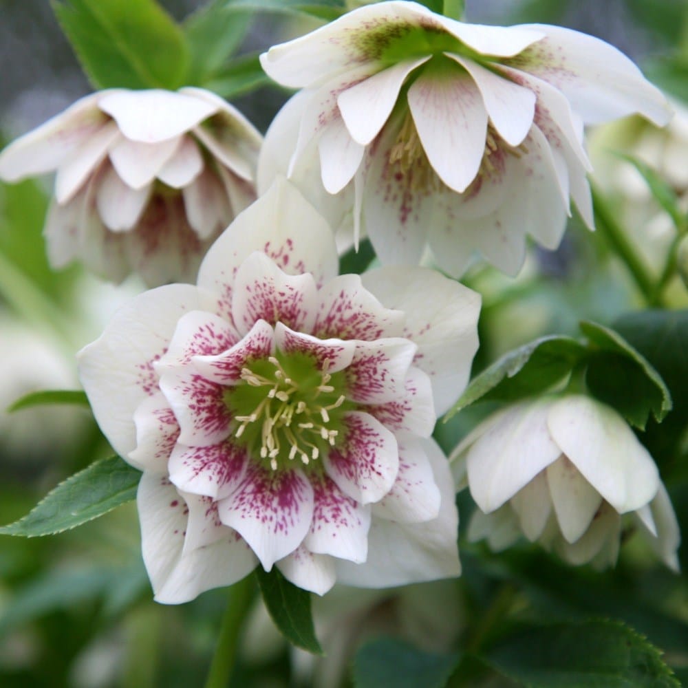 Product options image