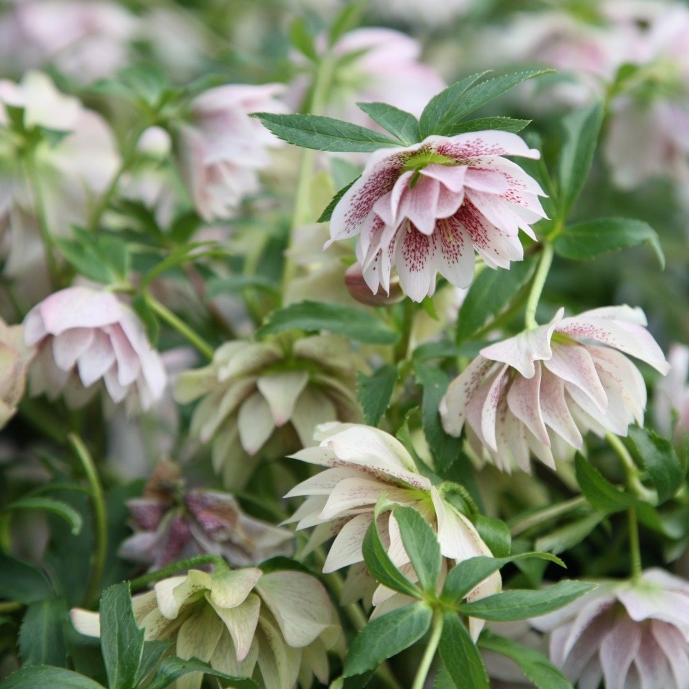 <i>Helleborus</i> × <i>hybridus</i> Harvington double white speckled