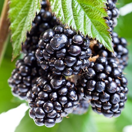 Picture of blackberry Ouachita (PBR)