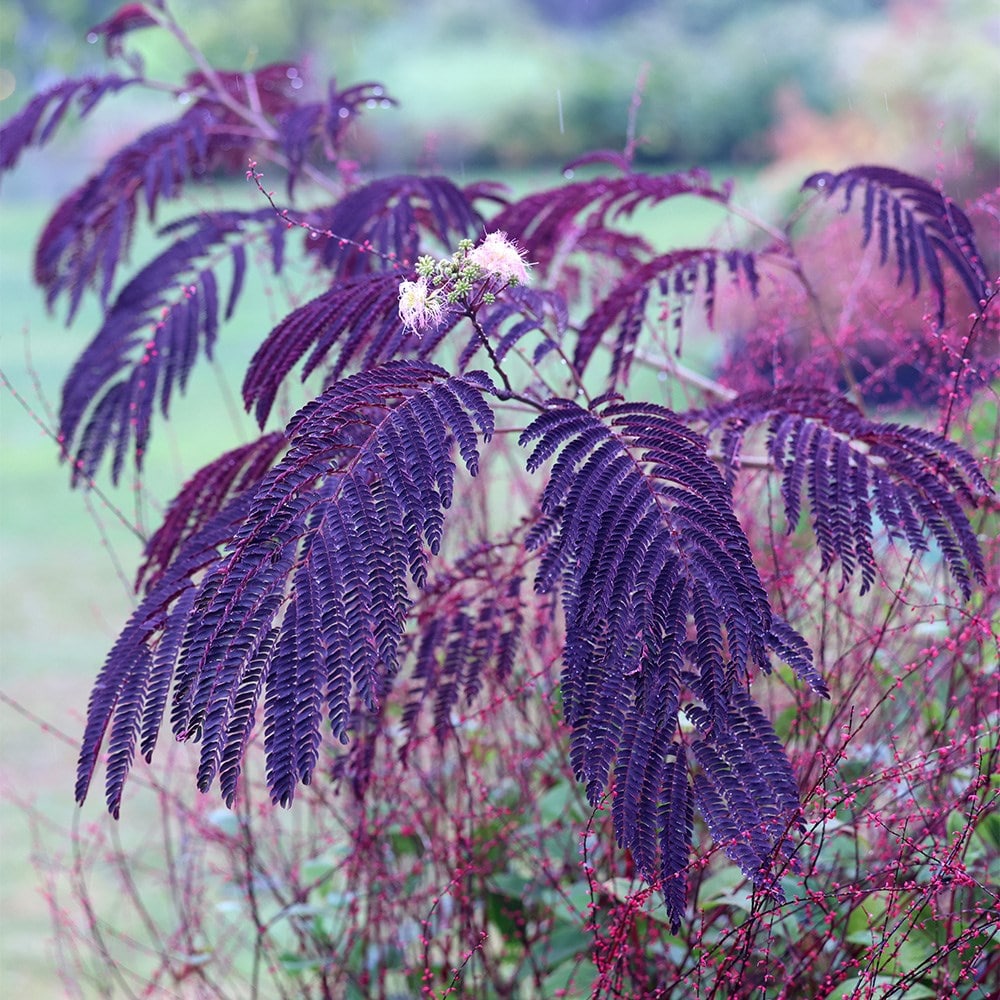 silk tree 'Summer Chocolate'
