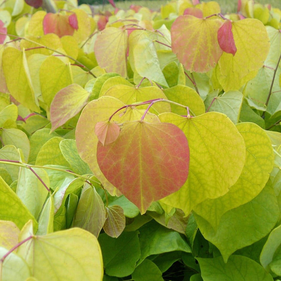<I>Cercis canadensis</i> 'Hearts of Gold' (PBR)