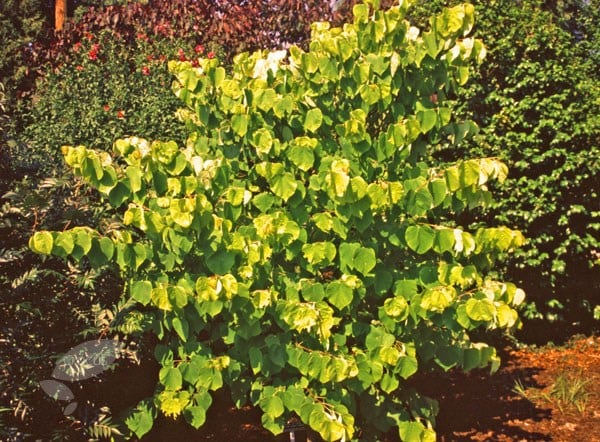 <I>Cercis canadensis</i> 'Hearts of Gold' (PBR)