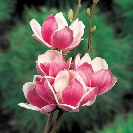 Magnolia × soulangeana Satisfaction