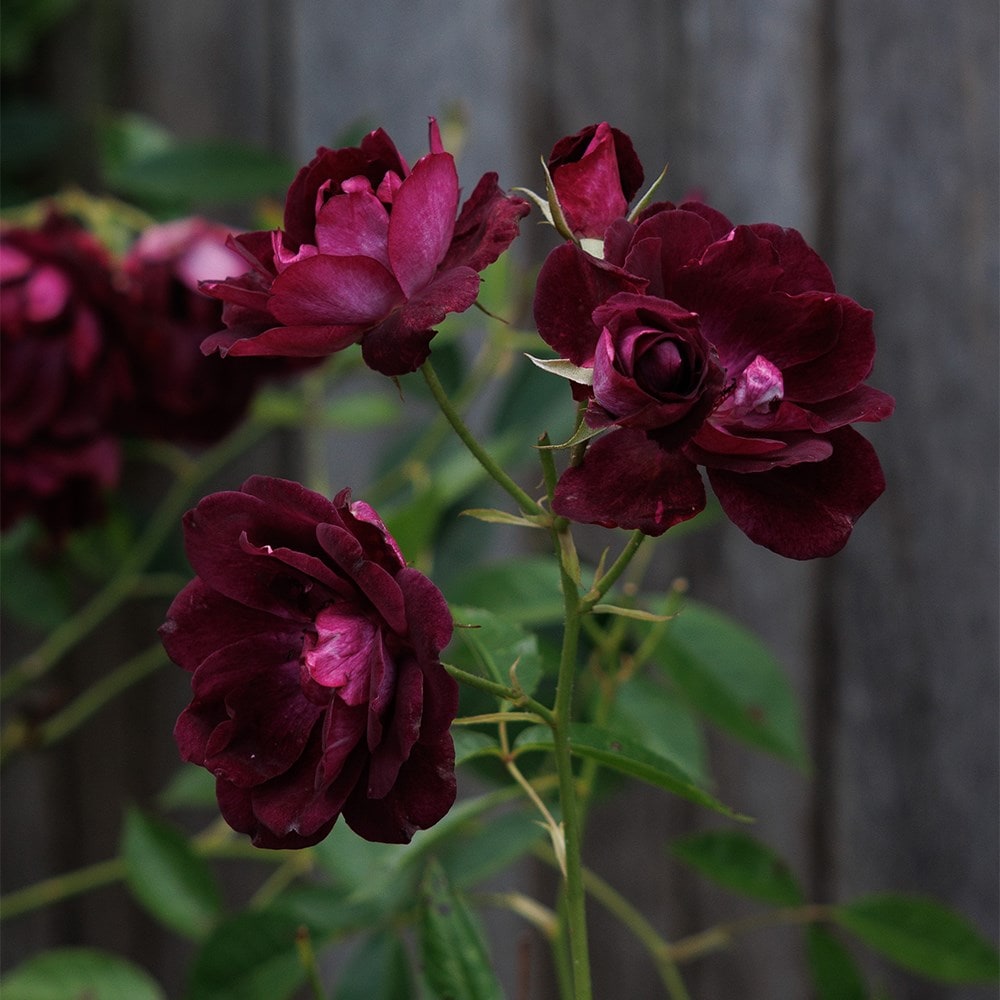 <i>Rosa</i> <b class=small-caps>Burgundy Ice</b> ('Prose') (PBR) | Floribunda Bush Rose