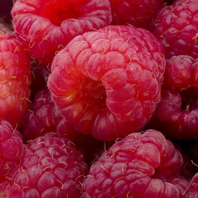 buy raspberry erika primocane mainly autumn fruiting raspberry
