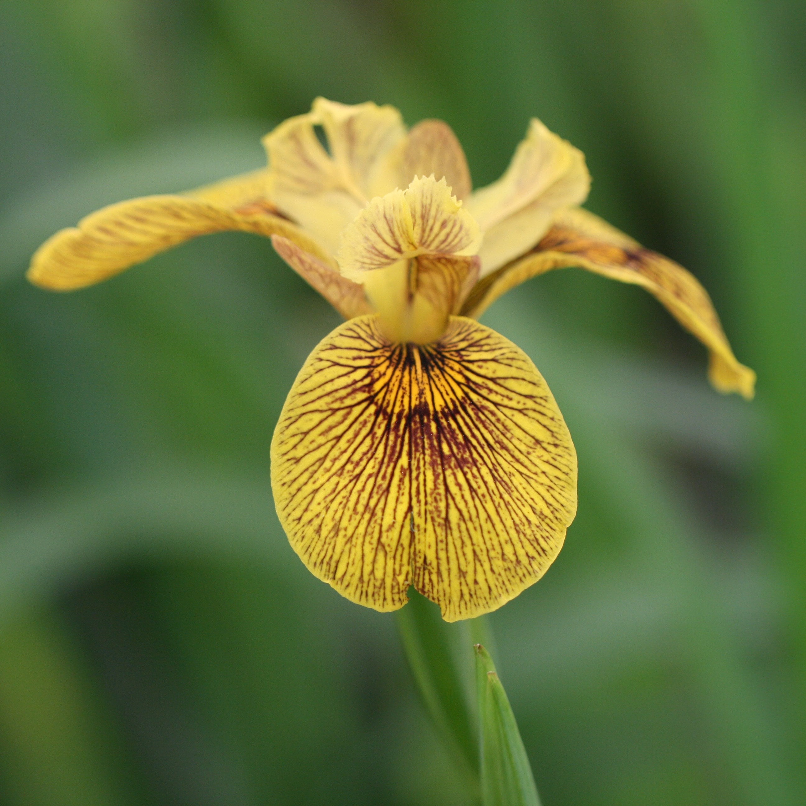 Product options image