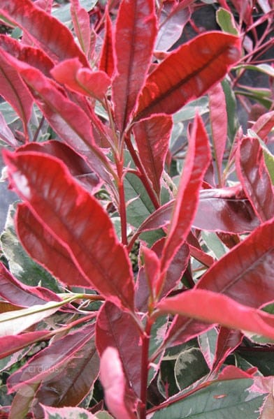 Photinia × fraseri Pink Marble ('Cassini')