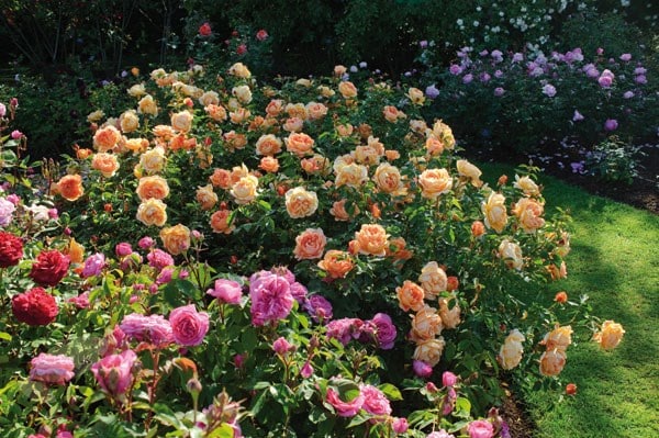 Buy Rose Lady Of Shalott Shrub Rosa Lady Of Shalott Ausnyson PBR   Pl2000018198 Card4 Lg 