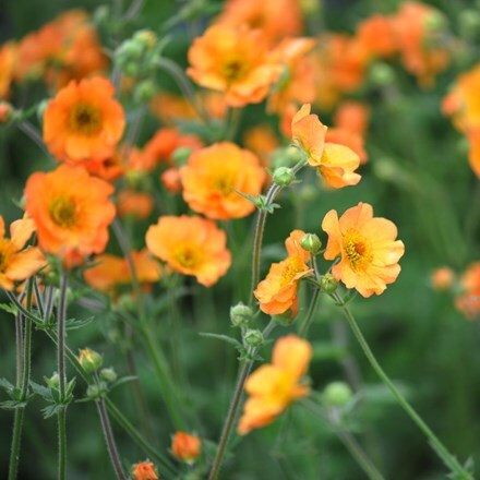Picture of Geum Totally Tangerine (PBR)