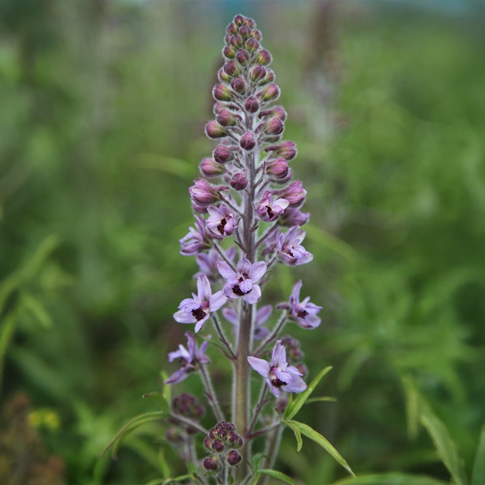 <i>Delphinium requienii</i> 