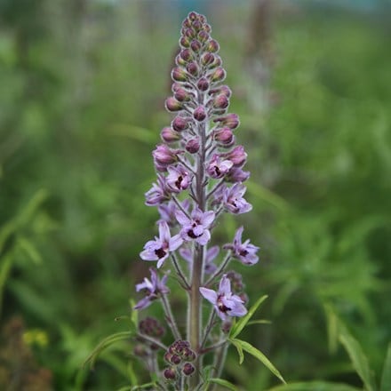 Delphinium requienii