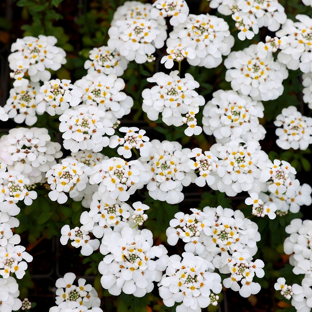 Product options image