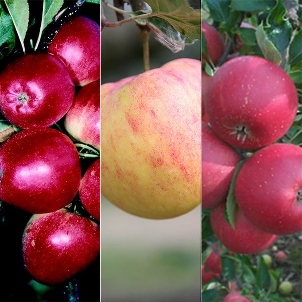 apple Cox's Self Fertile / James Grieve / Katy