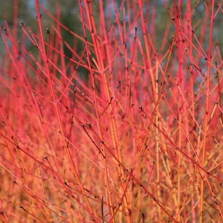 Picture of Cornus sanguinea Midwinter Fire