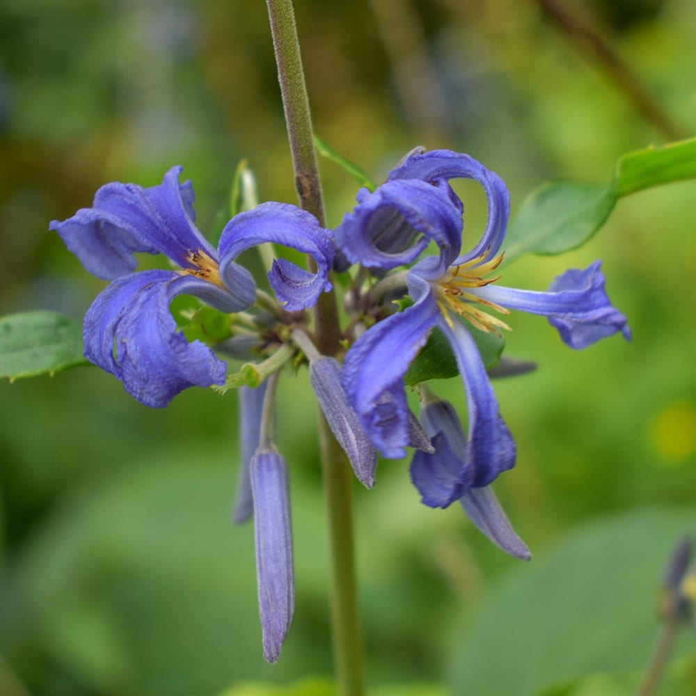 Product options image