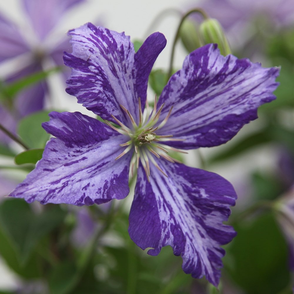 Product options image