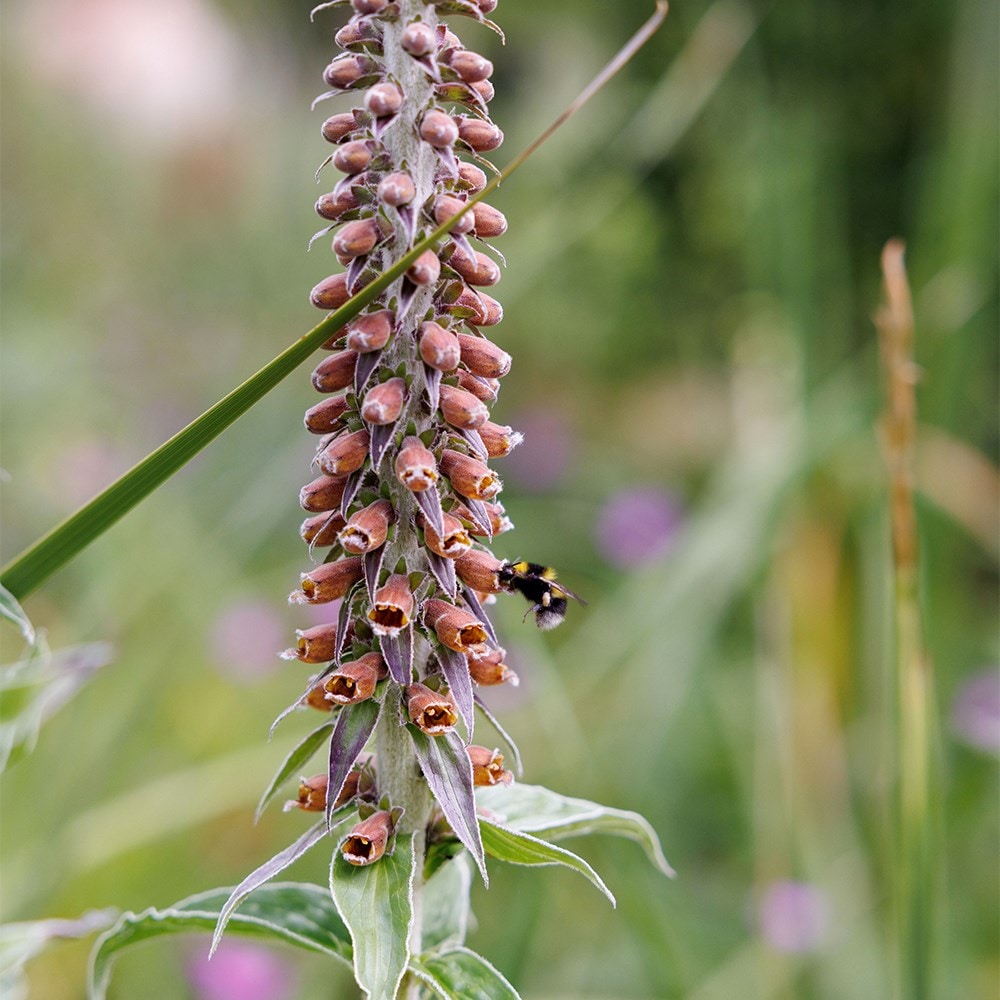 Product options image