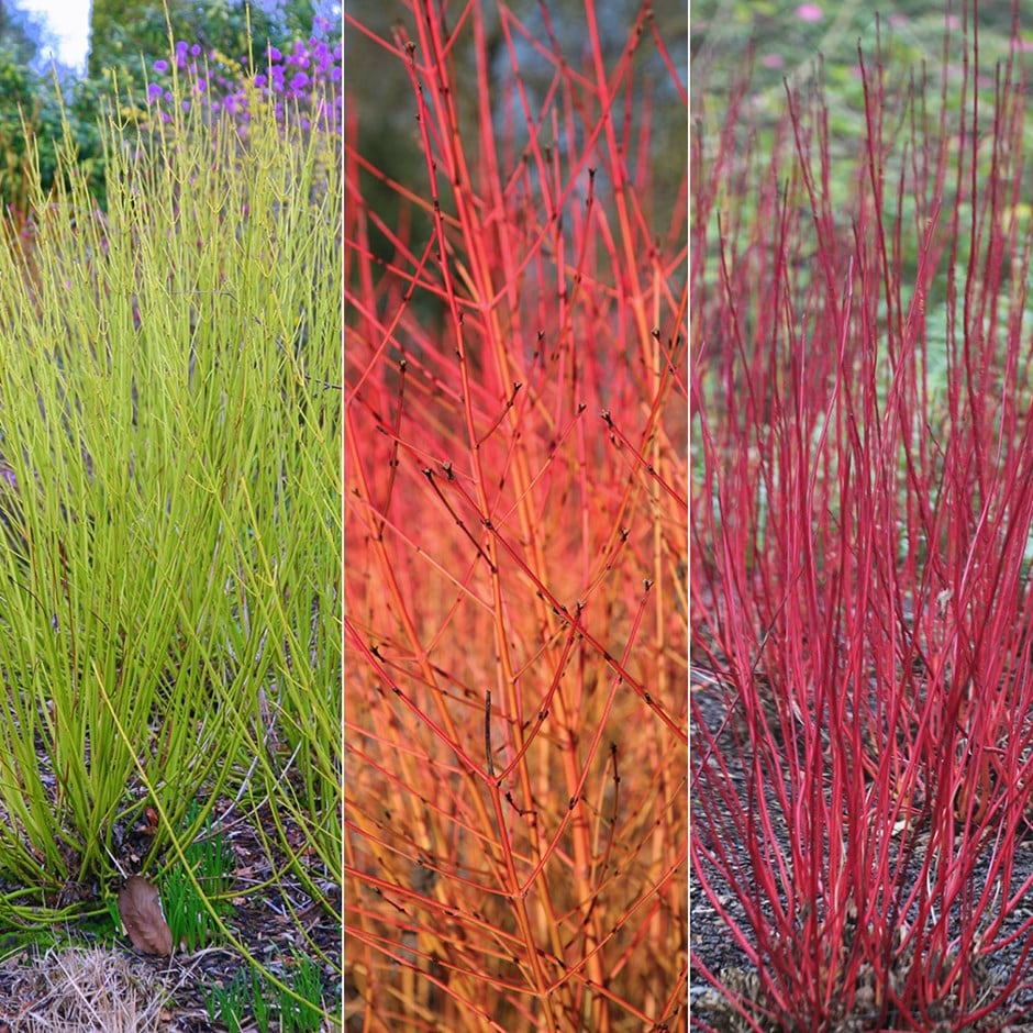 <i>Cornus</i> collection