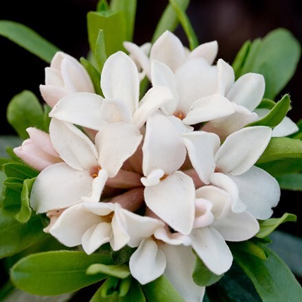 Picture of Daphne × transatlantica Eternal Fragrance ('Blafra') (PBR)