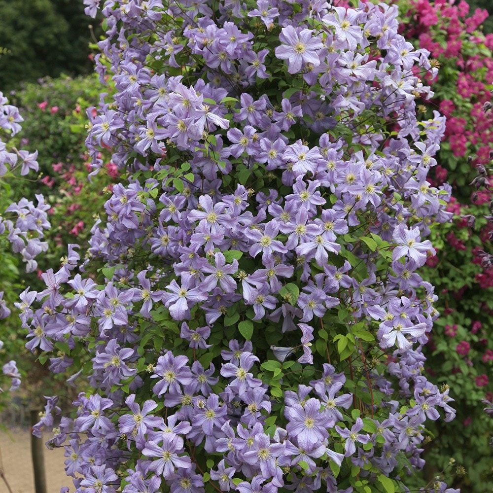 <i>Clematis</i> 'Prince Charles'