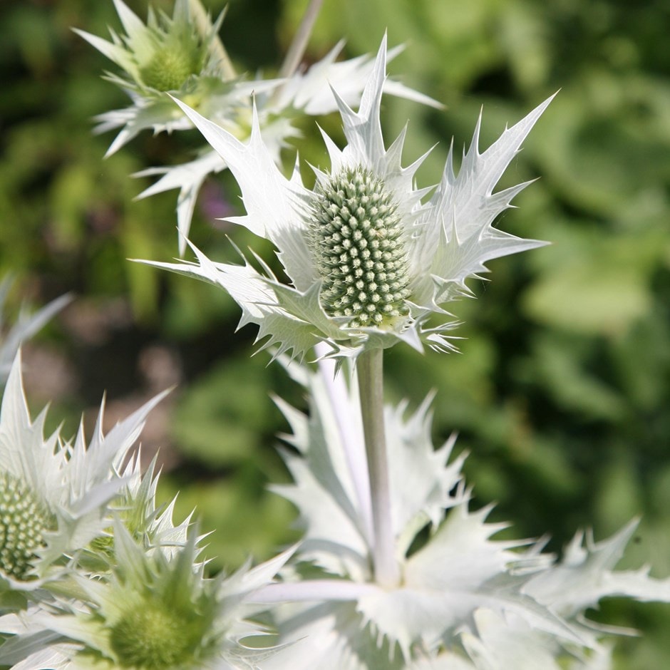 <i>Eryngium giganteum</i> 'Silver Ghost'