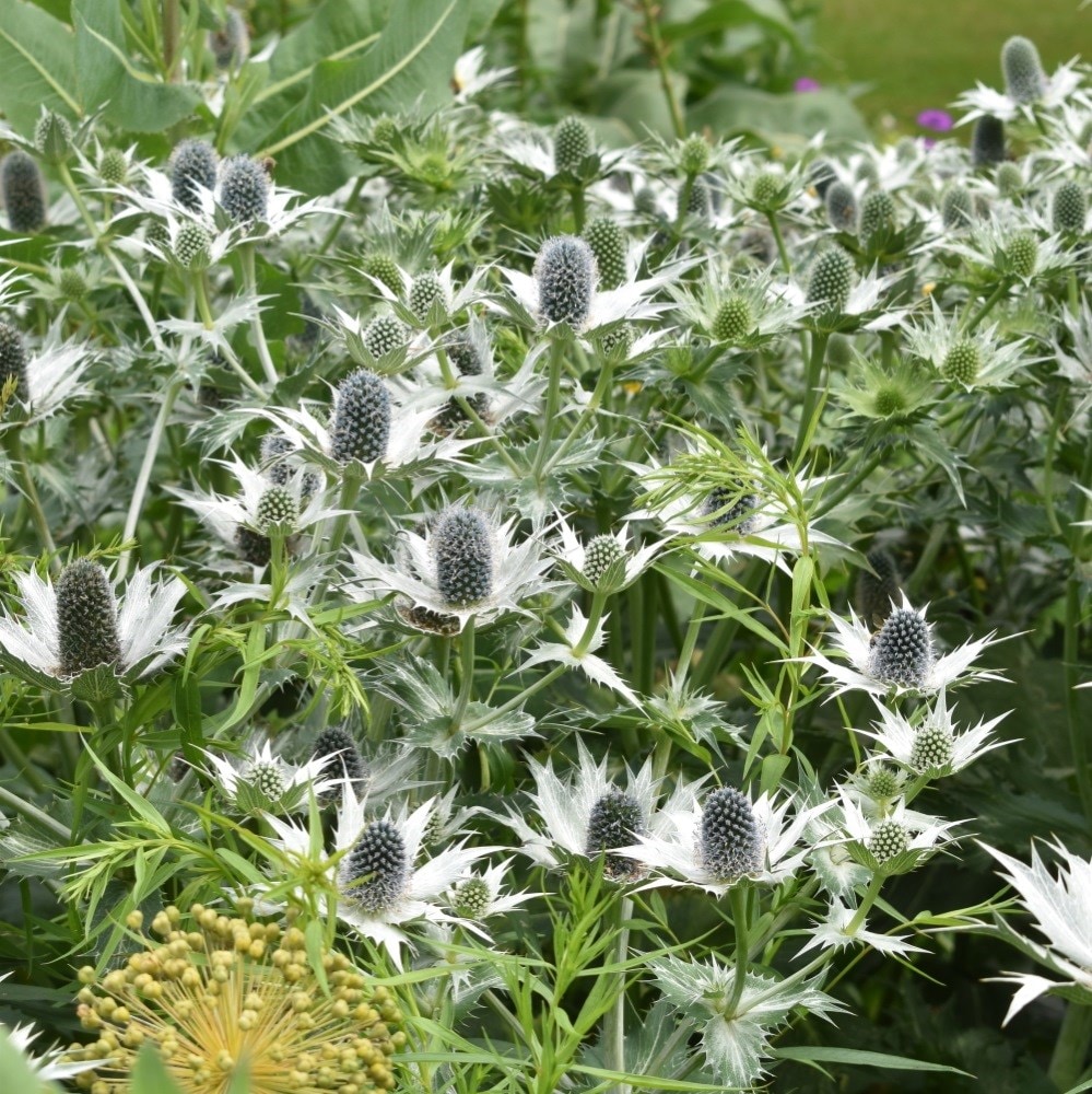 <i>Eryngium giganteum</i> 'Silver Ghost'