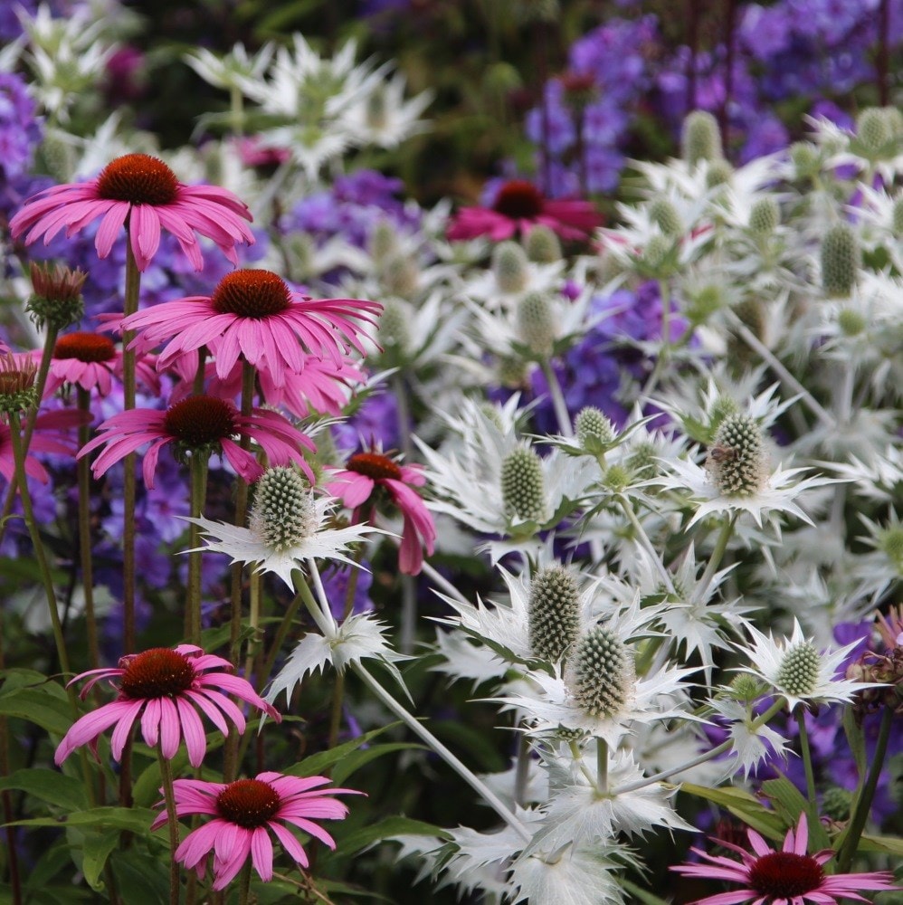 <i>Eryngium giganteum</i> 'Silver Ghost'