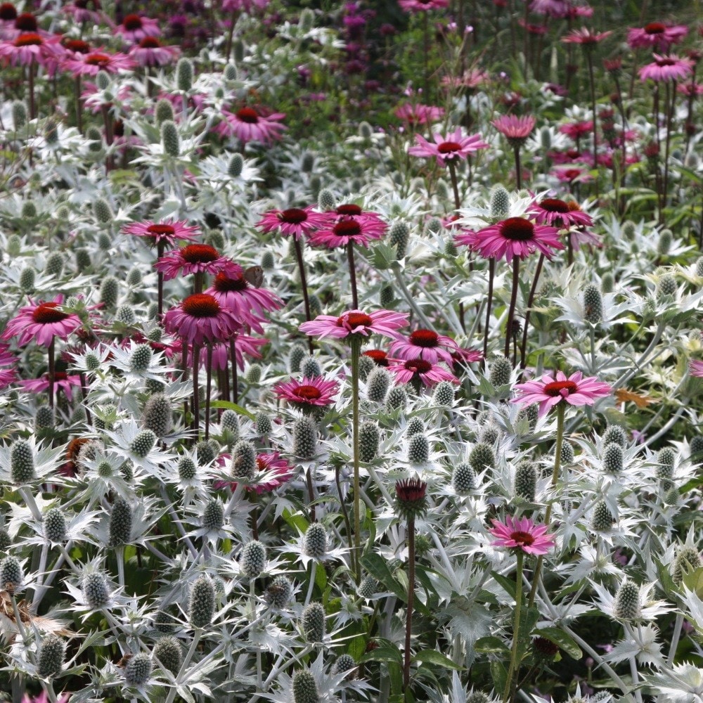 <i>Eryngium giganteum</i> 'Silver Ghost'