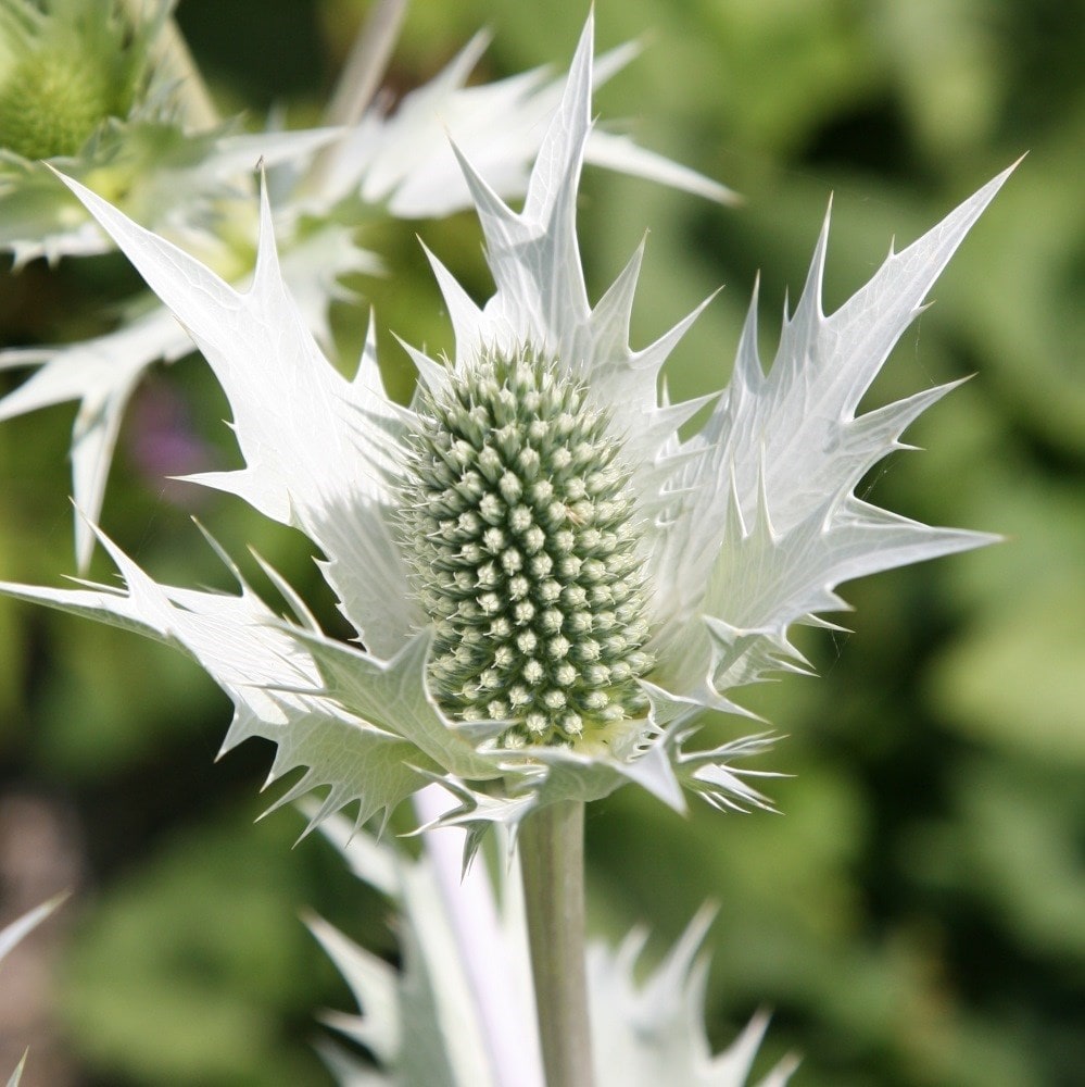 <i>Eryngium giganteum</i> 'Silver Ghost'