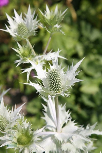 Eryngium giganteum Silver Ghost