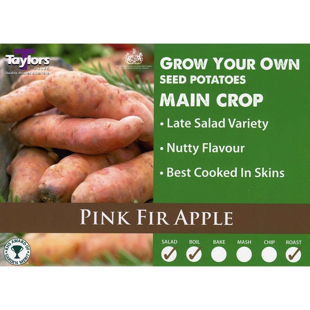 potato 'Pink Fir Apple'