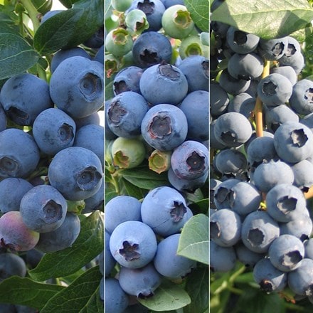 Extend the season blueberry collection