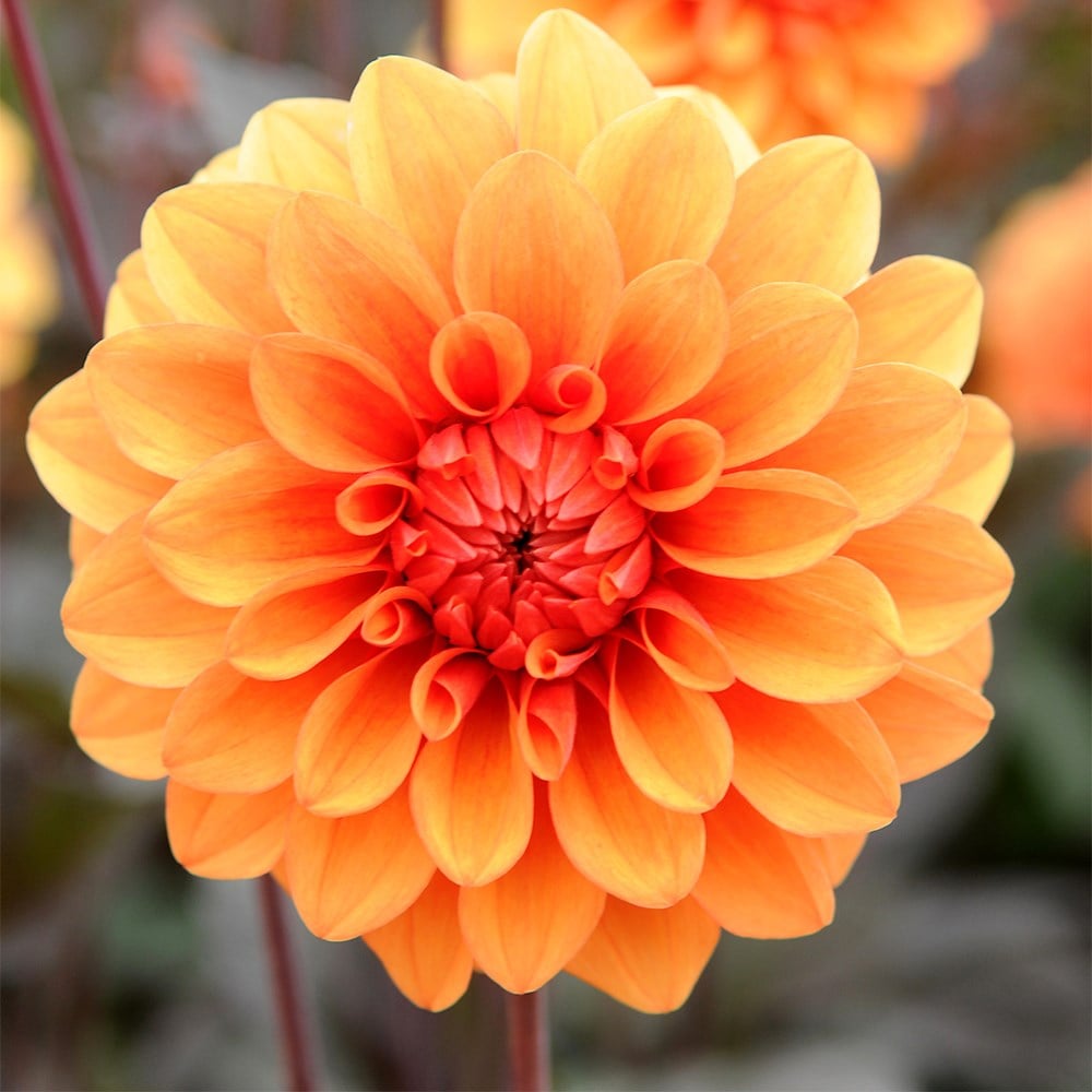 Product options image