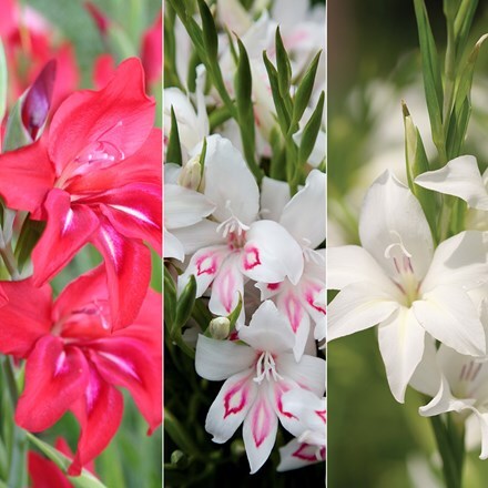 Gladiolus collection