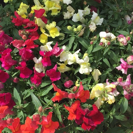 Picture of Antirrhinum Appeal Select Mixed