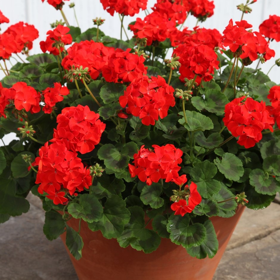 buy 40 plus 20 free plug plants geranium bright red: £22