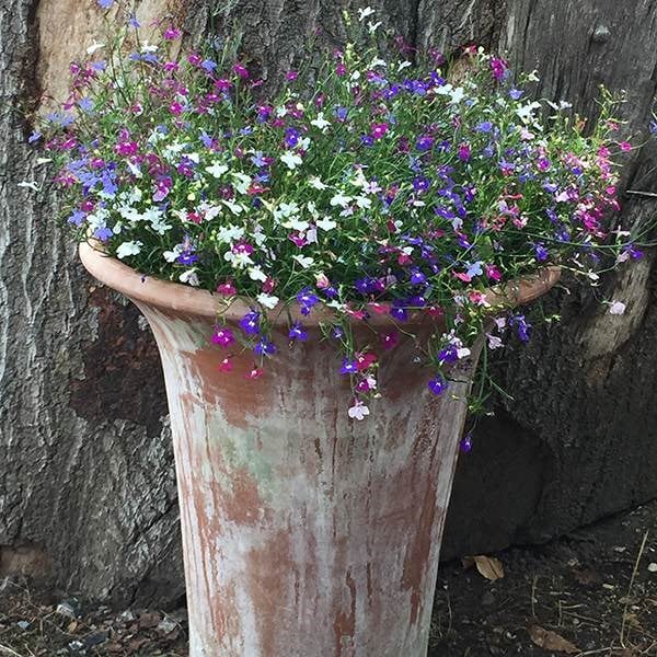 <i>Lobelia</i> 'Bedding Mixed'