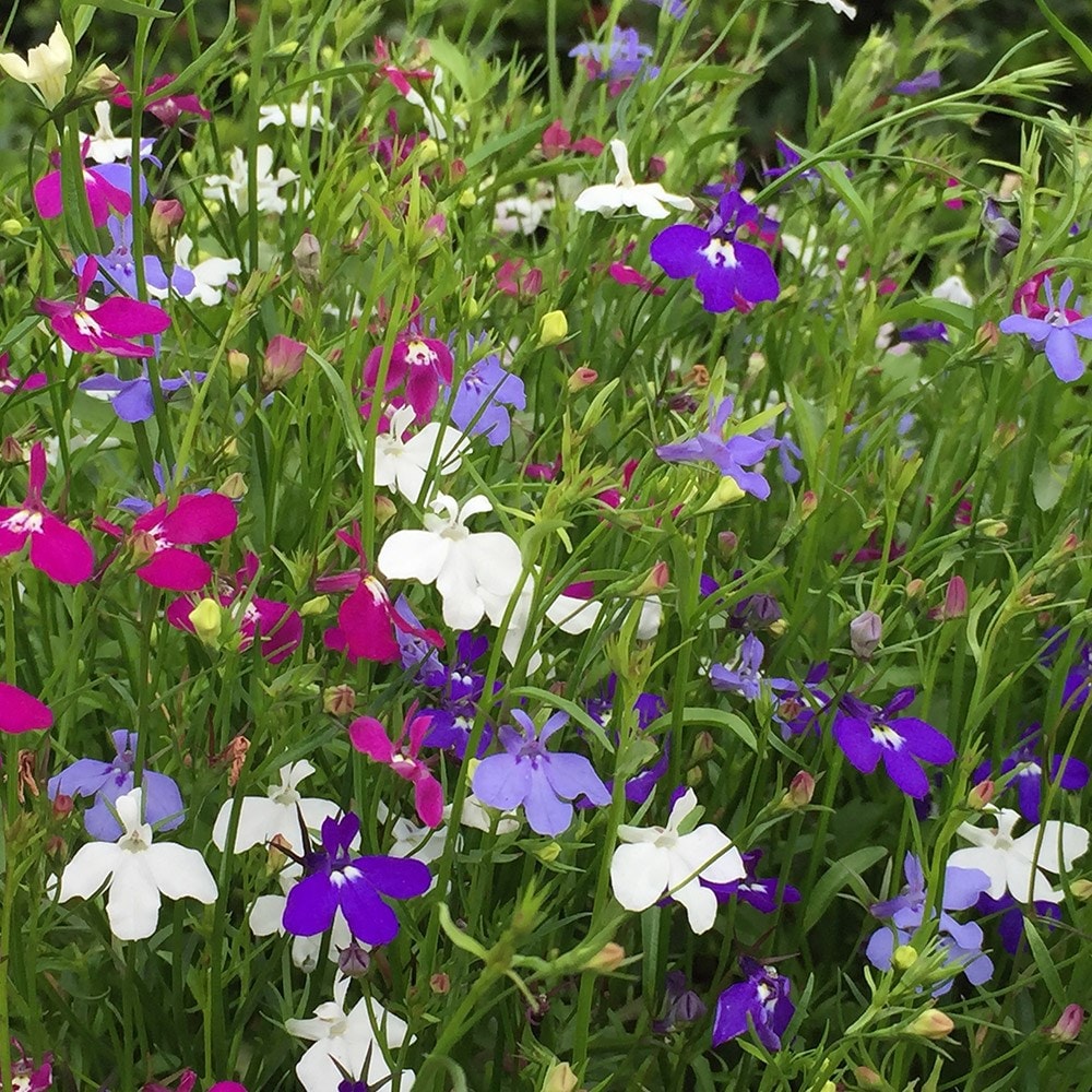 <i>Lobelia</i> 'Trailing Mixed'