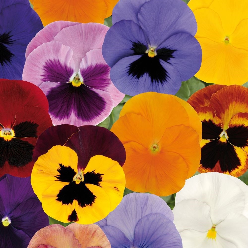 <I>pansy</i> <b>Matrix F1 Autumn Select Mixed</b>