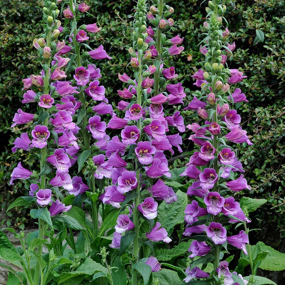 Buy Foxglove Digitalis Purpurea Dalmatian Purple (Dalmatian Series): £3 ...